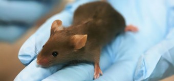 Topi dietro le sbarre: cosa bisogna sapere sulla sperimentazione animale