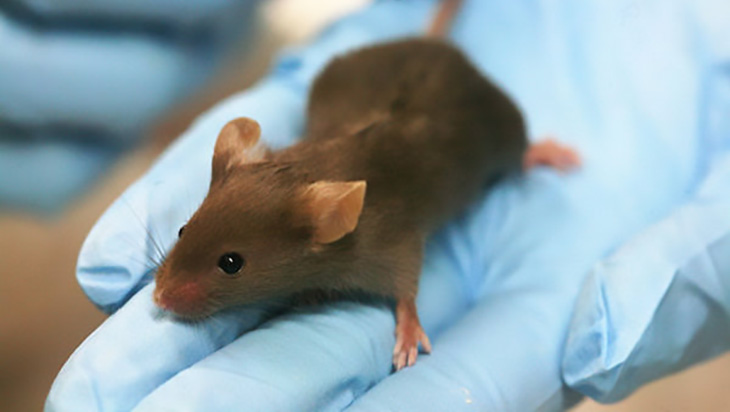 Topi dietro le sbarre: cosa bisogna sapere sulla sperimentazione animale