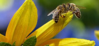 Bee Kind: a Trevignano Romano una giornata all’insegna della biodiversità del benessere