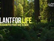 PROGETTO PLANT FOR LIFE PROMOSSO DA YVES ROCHER IT